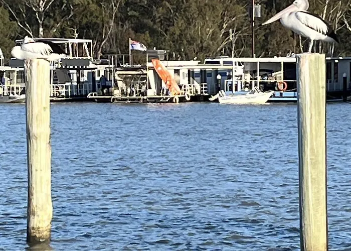 Pelicans Perch